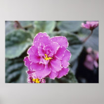 Lavender Saintpualia 'Precious Moments' (African V Poster