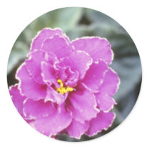 Lavender Saintpualia 'Precious Moments' (African V Round Stickers
