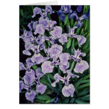 Lavender Setose Blue-Flag (Iris Setosa) flowers Greeting Cards