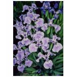 Lavender Setose Blue-Flag (Iris Setosa) flowers t-shirts