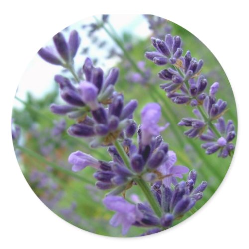 Lavender sticker