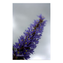 Lavender Storm (Blank) posters by kellyannettes Lavender Storm (Blank) posters