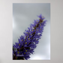 Lavender Storm (Blank) posters