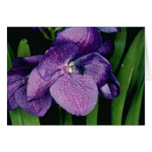 Lavender Sunray, X Gordon Dillon (Vanda) flowers Greeting Card