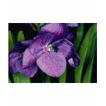 Lavender Sunray, X Gordon Dillon (Vanda) flowers t-shirts