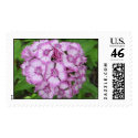 Lavender Sweet William postage