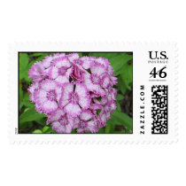 Lavender Sweet William postage by JLWinther Lavender Sweet William postage