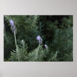 Lavender Twins Posters