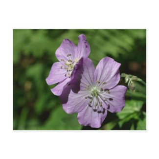 Lavender Twins Wildflower Flower Photo Postcard postcard