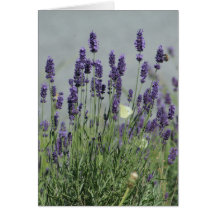 Lavender wish card