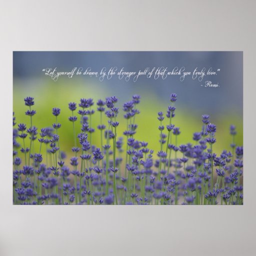 Inspirational Quotes About Lavender. QuotesGram