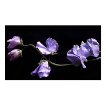 lavenders business cards by dawnmcininch lavenders business cards