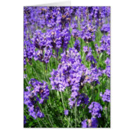 Lavenders - Card card