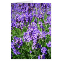 Lavenders - Card by cycreation Lavenders - Card
