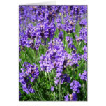 Lavenders - Card