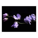 lavenders posters by dawnmcininch lavenders posters