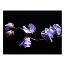 lavenders posters by dawnmcininch lavenders posters
