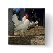 Layers (Hens And Roosters) Button