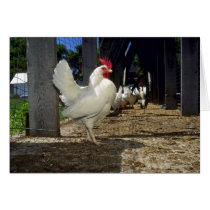 Layers (Hens And Roosters) Card