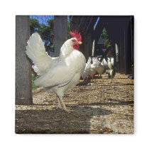 Layers (Hens And Roosters) Magnets