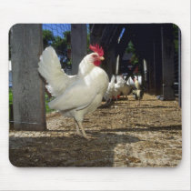 Layers (Hens And Roosters) Use Pad