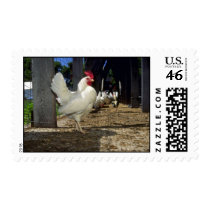Layers (Hens And Roosters) Postage Stamps