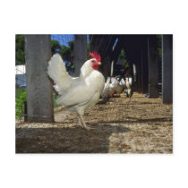 Layers (Hens And Roosters) Post Card