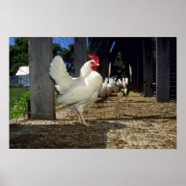 Layers (Hens And Roosters) Print