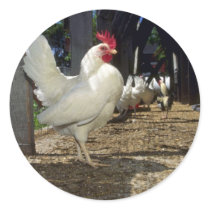 Layers (Hens And Roosters) Round Stickers