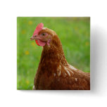 Laying Hen Rhode Island Red Chicken buttons