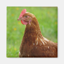 Laying Hen Rhode Island Red Chicken Magnet