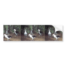 Laysan Albatross Bumper Stickers