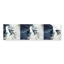 Laysan Albatross Bumper Stickers