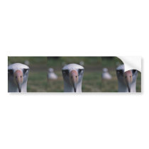 Laysan albatross bumper stickers