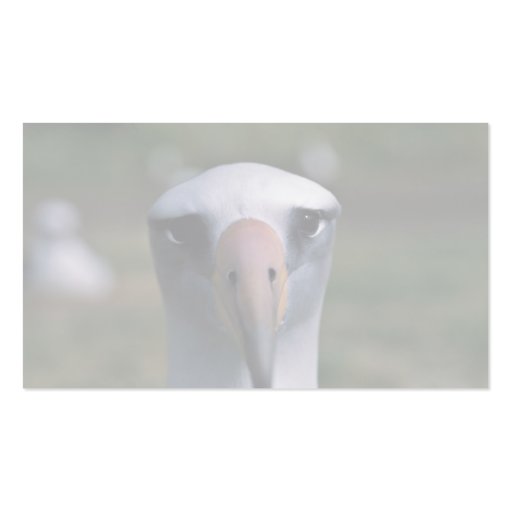 Laysan albatross business cards (back side)
