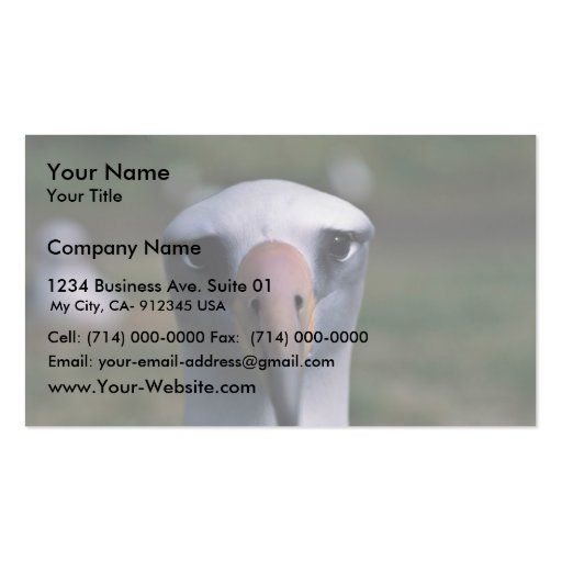 Laysan albatross business cards (front side)
