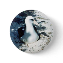 Laysan Albatross Pin