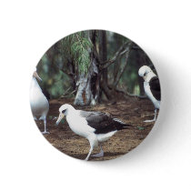 Laysan Albatross Button