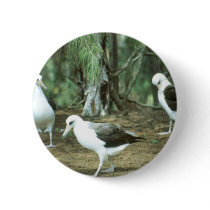 Laysan Albatross Button