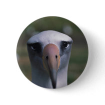 Laysan albatross buttons