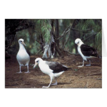 Laysan Albatross Greeting Card