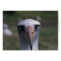 Laysan albatross greeting cards