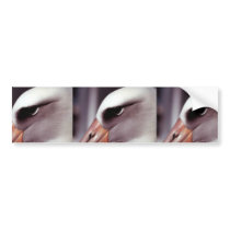 Laysan Albatross Close Up Head Shot Bumper Stickers