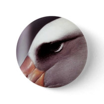 Laysan Albatross Close Up Head Shot Pins