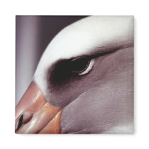 Laysan Albatross Close Up Head Shot Magnet