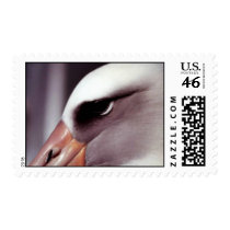 Laysan Albatross Close Up Head Shot Postage