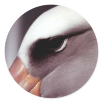 Laysan Albatross Close Up Head Shot Stickers