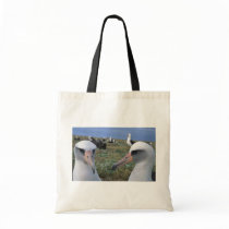 Laysan albatross colony bags