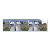 Laysan albatross colony bumper stickers