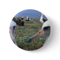 Laysan albatross colony pin